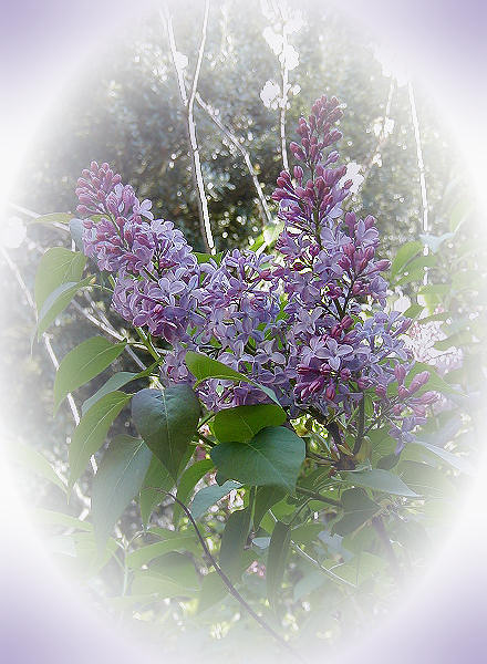 Fin mars : les grappes parfumes du lilas se mlent aux fleurs du cerisier.