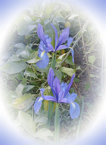 Les iris de Hollande d'un bleu clatant...